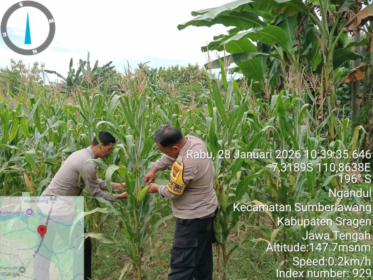 Dicek Polsek Sumberlawang, Tanaman Jagung LBS Desa Ngandul Tumbuh Subur, Potensi Panen Capai 600 Kg